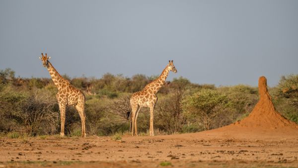  – Fazination Namibia (© Susanne Kaufmann)