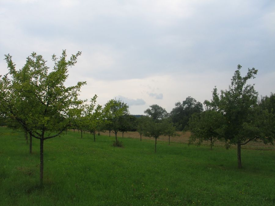 Streuobstwiese Mausklinge