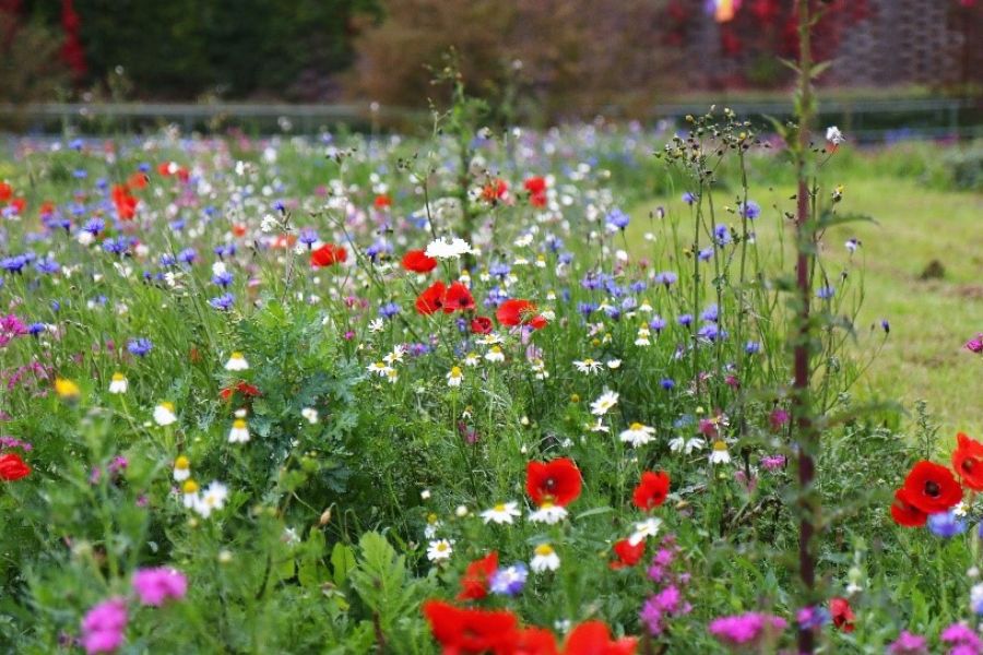 Wildblumenfläche – Pflegeschnitt benötigt: Gerade zu Anfang kann es nötig sein, eine blühende Wildblumenfläche abzumähen. Dadurch erhalten die noch kleinen Jungpflanzen von mehrjährigen Arten Platz und Licht zum Wachsen und weniger erwünschte Arten werden am Aussamen gehindert. (© NABU/Anette Marquardt)