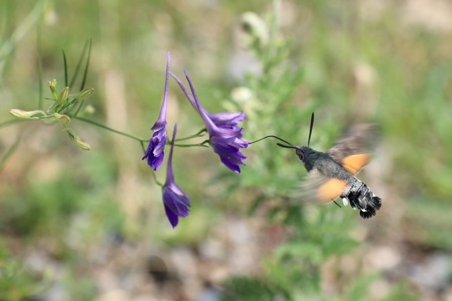  – Ein Taubenschwänzchen sammelt Nektar an einem Feldrittersporn auf einer Grünfläche, die im Rahmen von „Natur nah dran“ umgestaltet wurde. (© NABU/Hannes Schweickardt)